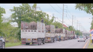 The Journey of Seven Elephants Across Country To Their New Home - ElephantNews