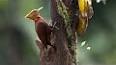 The Fascinating World of Woodpeckers ile ilgili video