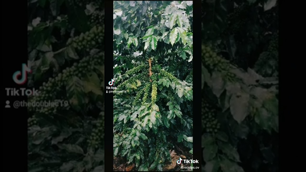 Cultivo de café- Amazonas Perú