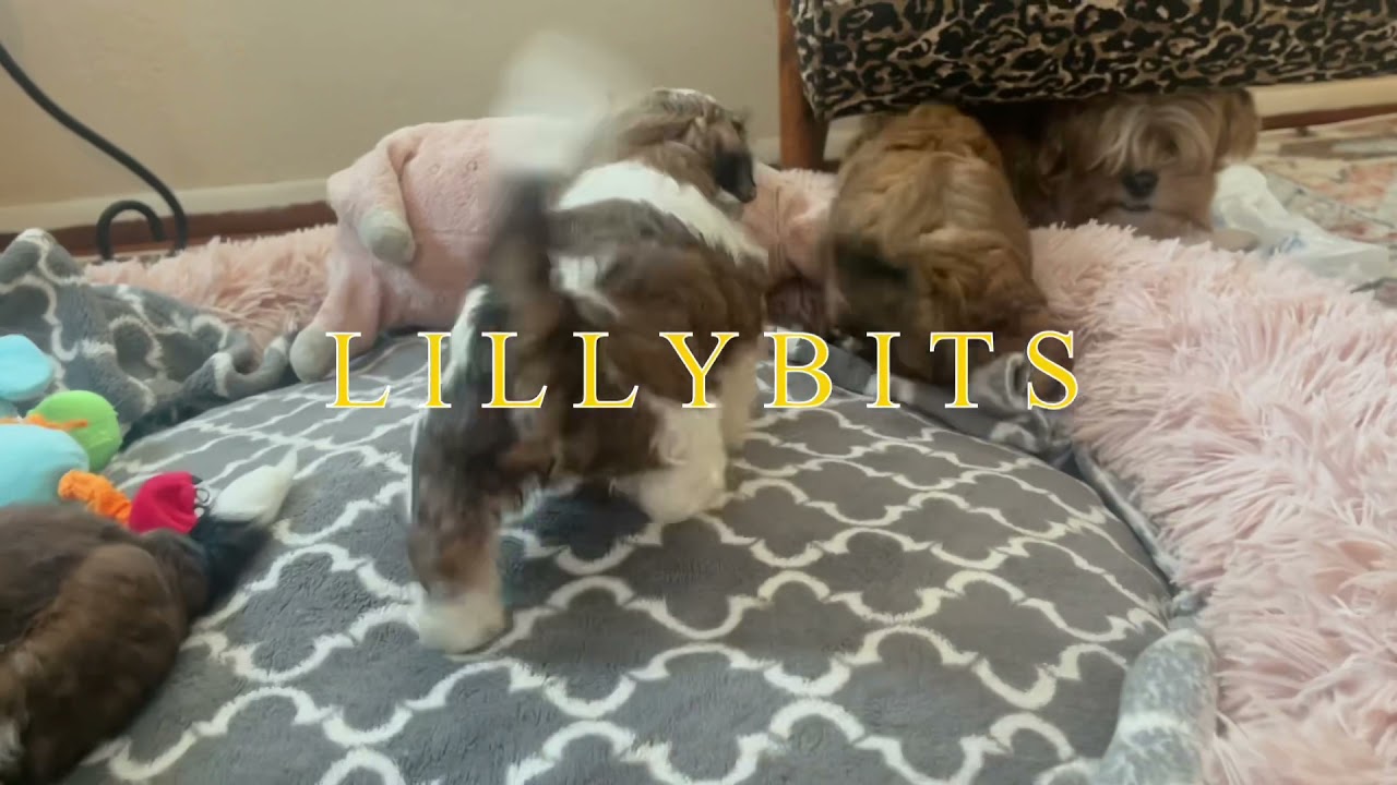 LillyBits Playtime