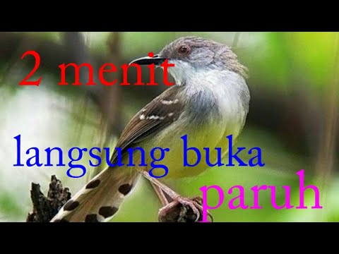 Pancingan burung ciblek kristal 