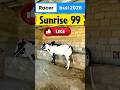 fateh jangi bull 2026 #shorts #shortvideo #youtubeshorts #fatehjangibulls #domail #animals #cow