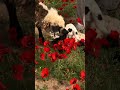 گل های سرخ چوچه بره و چوپان در یک گوشه ای از وطن