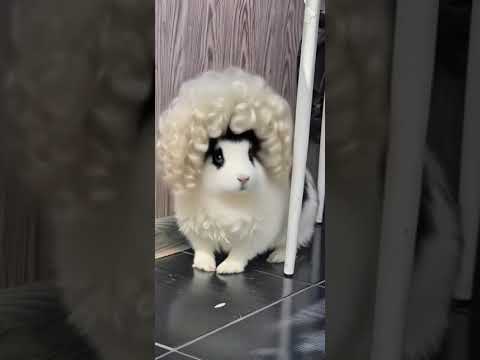 Dance Music Speedsong Funk Rabbit Song Funko Bunny