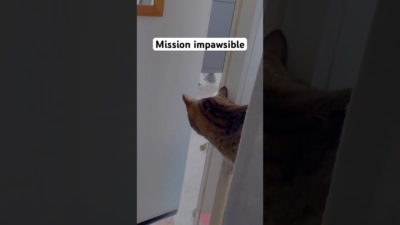 He’s on a top-secret mission 😼🕵️‍♂️  