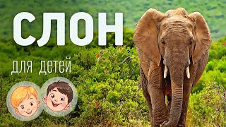 Слон. Видео про животных для детей 3+