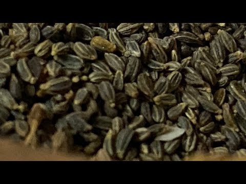 بذرة الخله لعلاج حصوة الكلى