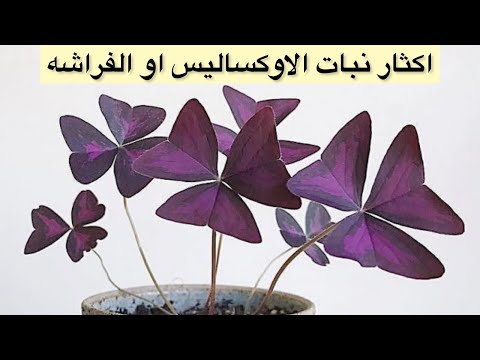 فيديو: ما هو عشب الفراشة - كيفية زراعة عشب الفراشة في الحديقة