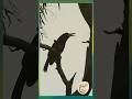 The Enchanting Flute Calls of the Black Butcherbird - Yirrganydji Country