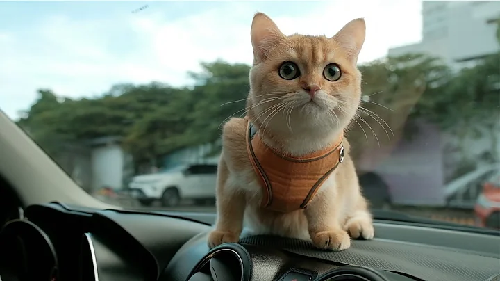 Video 10358281: adorable british shorthair, adorable kitten