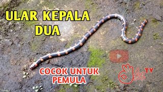 Ular Kepala Dua/Ular Unik/Pipe Snake | Untuk Pemula