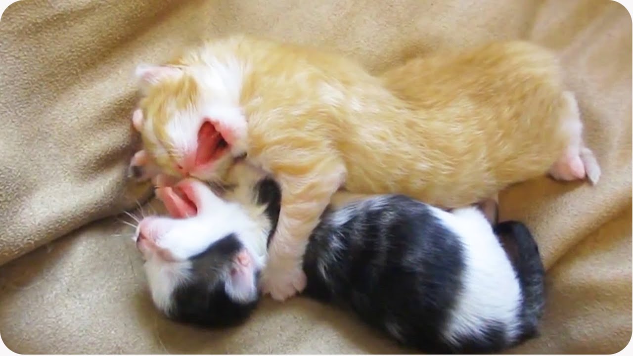 Kittens Are For Hugging! 