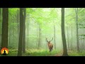 🔴 Relaxing Music 24/7, Stress Relief Music, Sleep Music, Meditation Music, Study, Calming Music