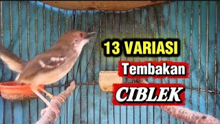 Download lagu Tembakan Ciblek variasi 13 lagi untuk pancingan dan masteran ciblek bahan agar cepat Gacor