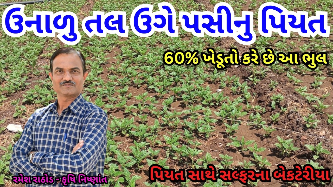 ઉનાળુ તલ માં ત્રીજુ પાણી આપતી વખતે ની કાળજીઓ | તલ પીળા પડી સુકાય તો શુ કરવુ | Sesame | તલ