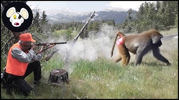 Top 20 Baboons Kill Shot In 9 Minutes - Baboons Hunting Compilation Video | Invasive Species #baboon
