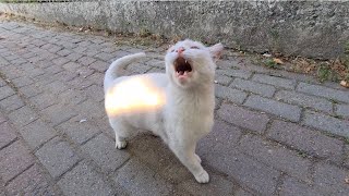 Angry White Cat Attacks those in front of it with anger.
