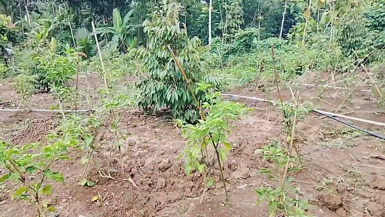 Proses penambahan busut