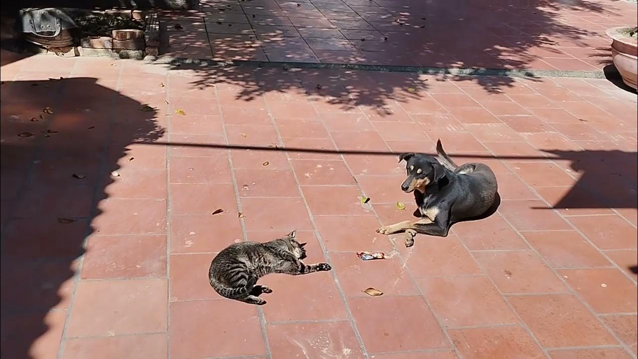 THEY ARE SUNBATHING YouTube