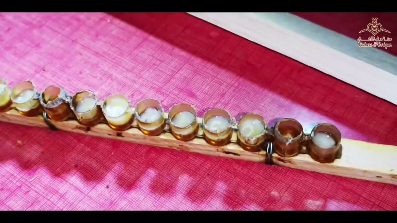 Formation pratique sur la production de la gelée royale partie 3