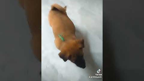 #2 Troll chó mèo | Chảnh như chó là đúng rồi