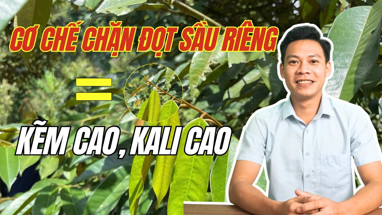 Agrino | Vì sao có thể CHẶN ĐỌT SẦU RIÊNG bằng Kẽm cao, Kali cao | Cơ chế chặn đọt sầu riêng