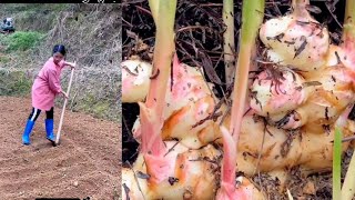 Growing Organic Ginger With Low Cost Low Maintenance Is Easy If You Know This Method #farming