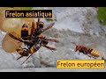 Confrontation entre le frelon europen et le frelon  pattes jaunes ou frelon asiatique