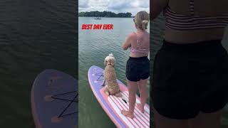 My dog loves paddle boarding