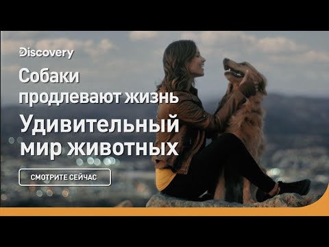 Собаки продлевают жизнь | Удивительный мир животных | Discovery