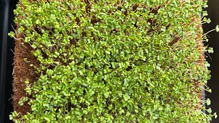 Guide to growing microgreens on coco mats