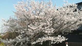VID 20200404 145333