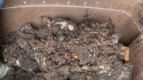 Composting with Craig Ep 214: Coming At It From A Different Angle - New Worm Bin Setup
