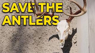 5 Mistakes Ruining Your Euro Mount