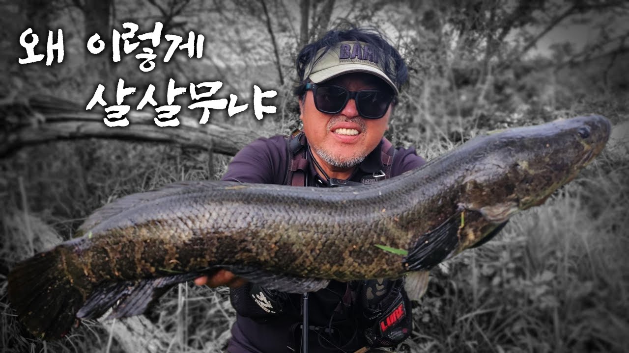 고진감래... 부상 투혼 끝에 잡은 올해 첫 가물치!!