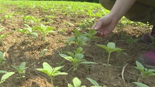 Farming hemp