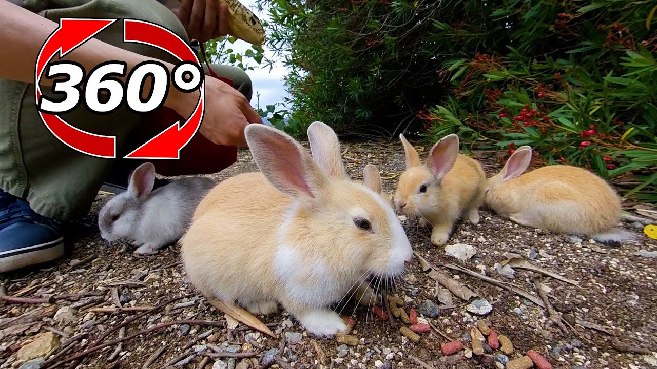 VR 360° | Cute little rabbits are gathering! - YouTube