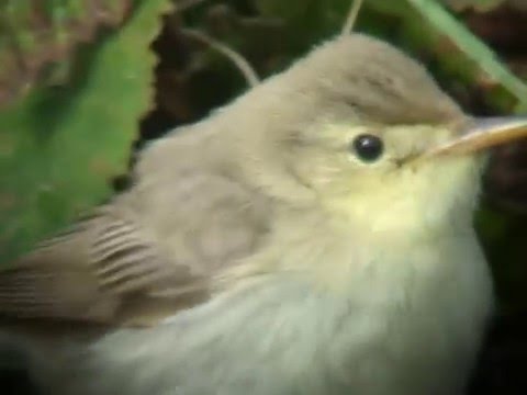 Icterine Warbler Jackies Beach vol 1
