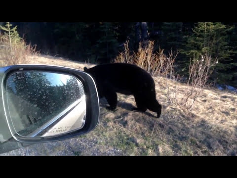 Video: Šta Učiniti Kada Sretnete Medvjeda