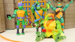 Ninja Kaplumbağa Küçük Bir Kaplumbağaya Dönüştü