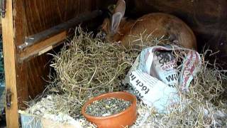 Download Lagu Mimi bouwt een nestje MP3