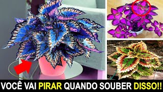 Coleus uma Planta Magnífica e com Cores Vibrantes