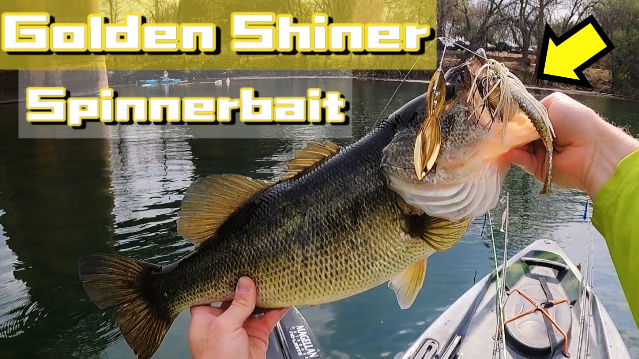 Catching BIG Bass on GOLD Spinnerbaits and Topwater Frogs || Lady Bird Lake ATX