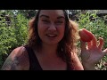 The Best and Worst Summer Garden Heirlooms, and a LOT of Manure  | VLOG | Roots and Refuge