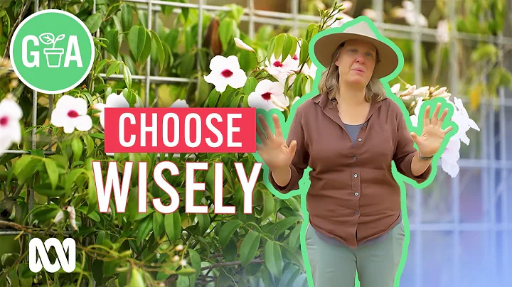 The Right Climbing Plant For You | Gardening 101 | Gardening Australia