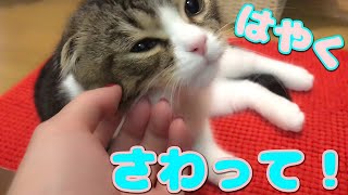 出たぞっ！風呂出待ち子猫っ！【スコティッシュフォールド】【Scottish Fold】