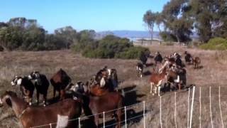 20121123 Goats