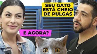 GATO RESGATADO COM PULGAS PRECISOU DE AJUDA ft. Babi Rossi - Veterinário Alex