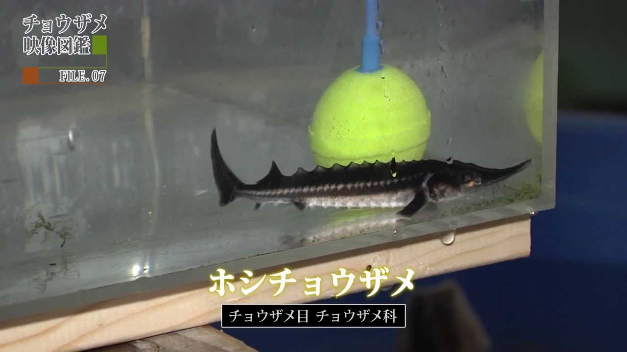 チョウザメ映像図鑑 file 07 ホシチョウザメ Youtube チョウザメ映像図鑑 file 07 ホシチョウザメ Youtube