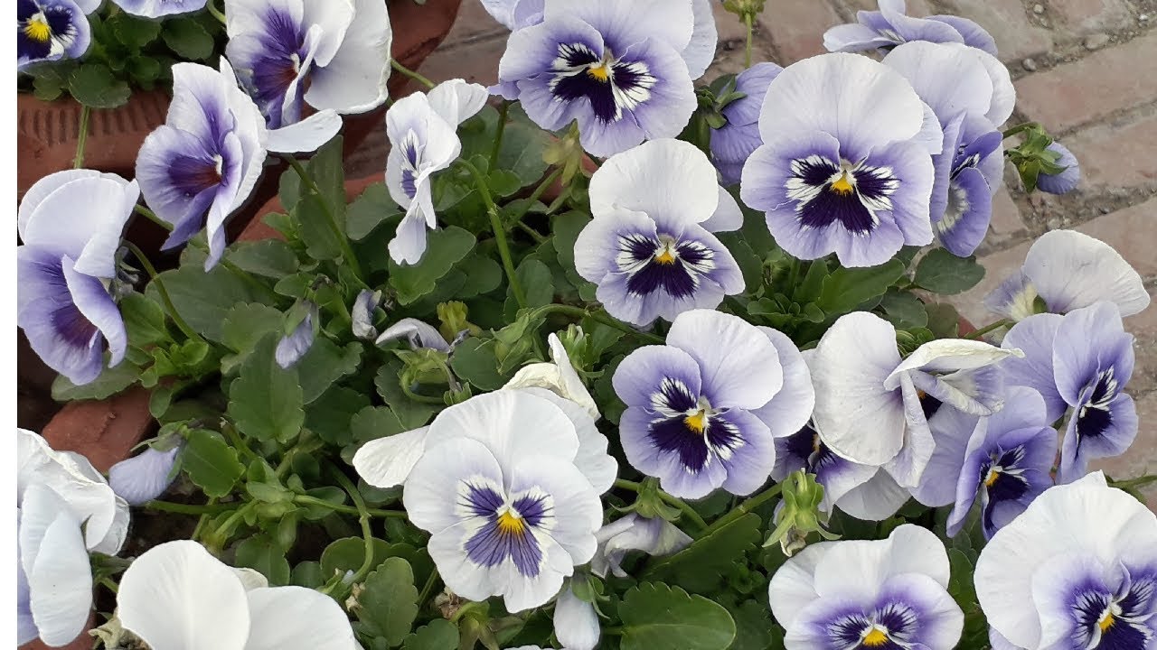 How to get many more flowers on pansy plant pansy care